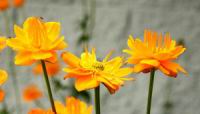 IMG_4132.JPG