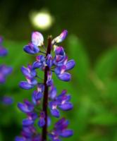 IMG_4434.JPG